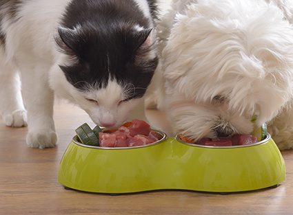 Little dog maltese and black and white cat eating natural, organic food from a bowl at home