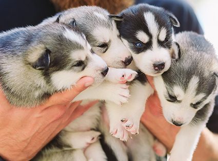 Puppies Siberian Husky. Litter dogs in the hands of the breeder. Little puppies.