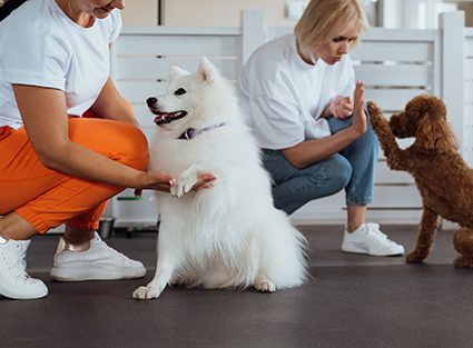 Brown Poodle and snow-white Japanese Spitz training together in pet house with dog trainer