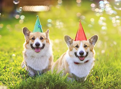 holiday card two funny Corgi dogs lie in the green grass in colored caps with soap bubbles on a Sunny clear day