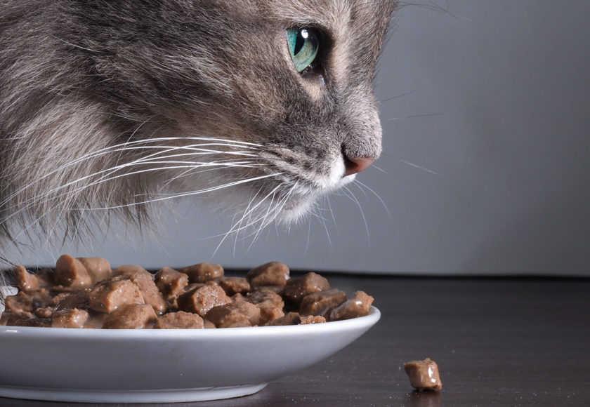 miglior-cibo-per-gatti