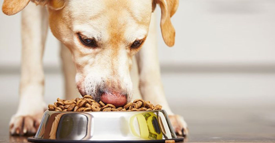 miglior-cibo-per-cani