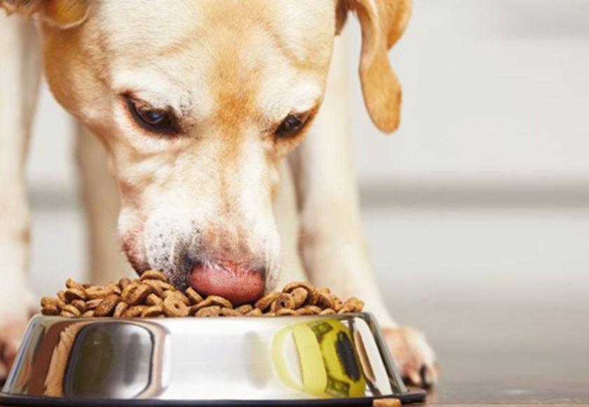 miglior-cibo-per-cani