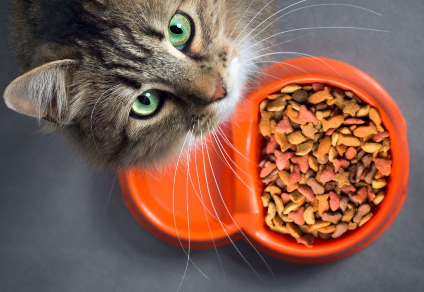cibo-per-gattini