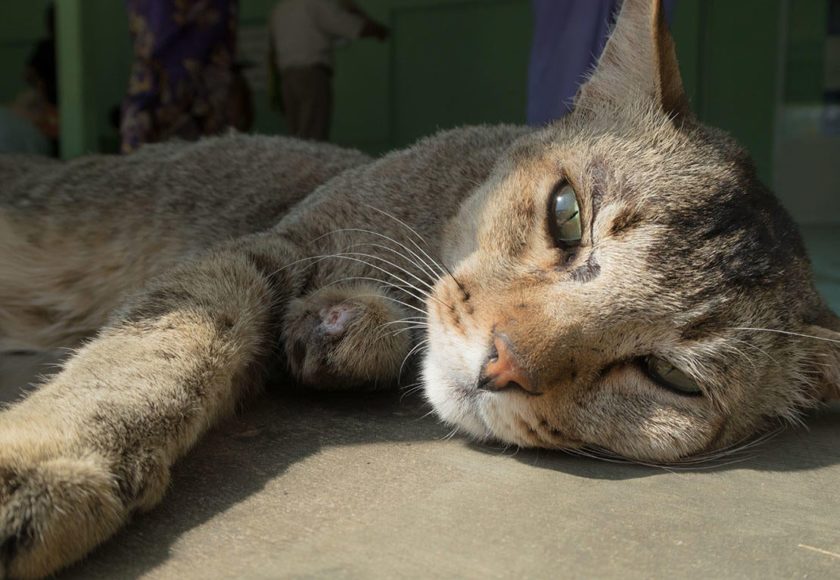 cibo-per-gatti-anziani