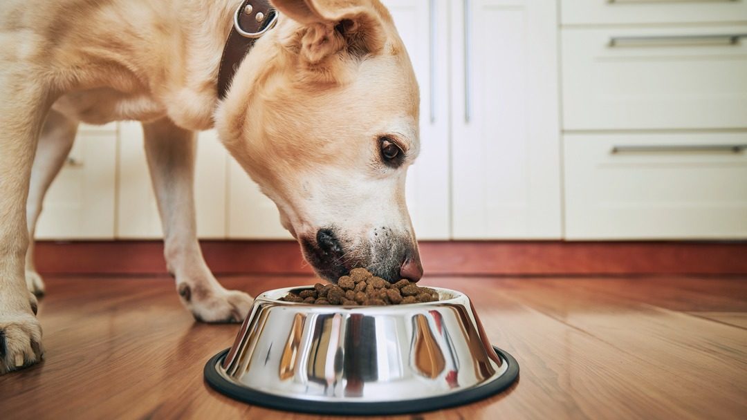 cibo per cani sterilizzati