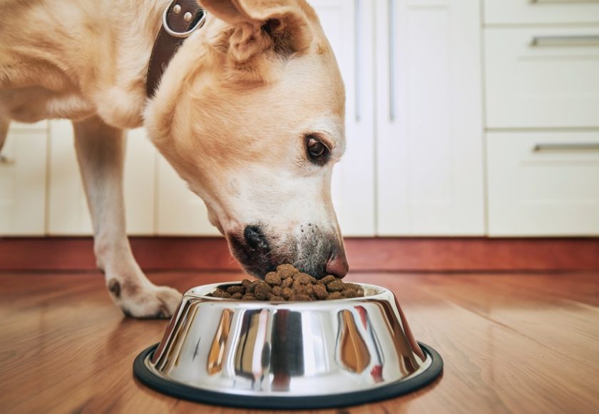 cibo per cani sterilizzati