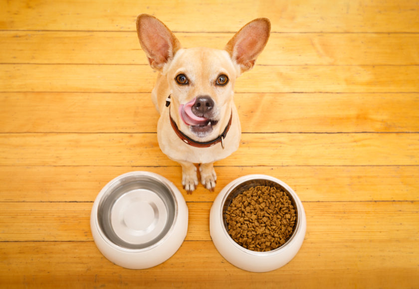 cibo-cani-domicilio