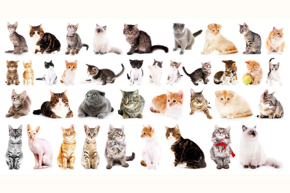 il gatto giusto per te