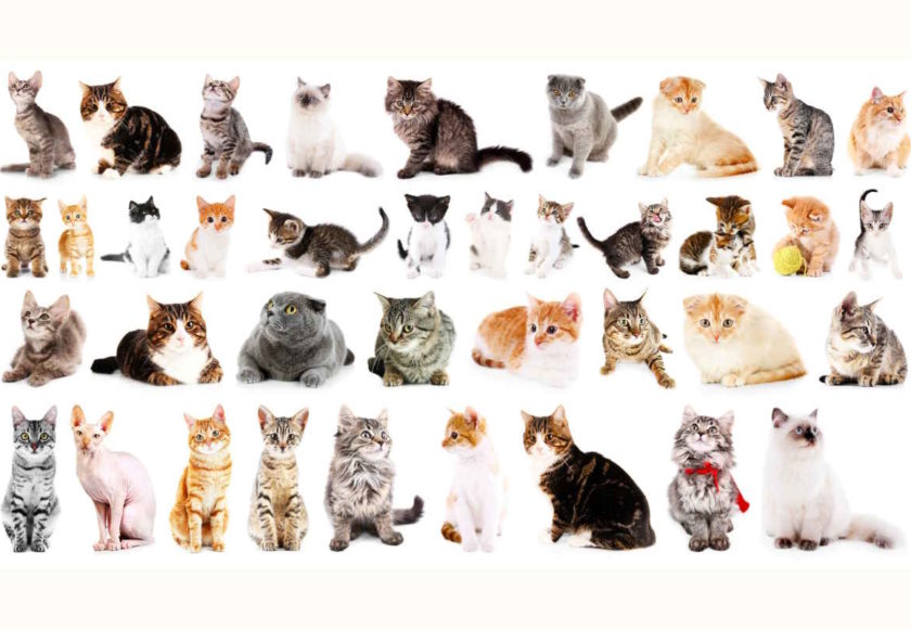 il gatto giusto per te