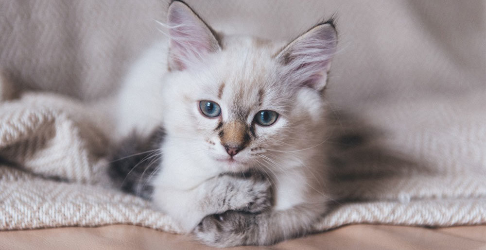 cibo gatti allergici