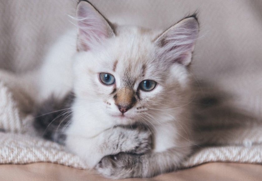 cibo gatti allergici