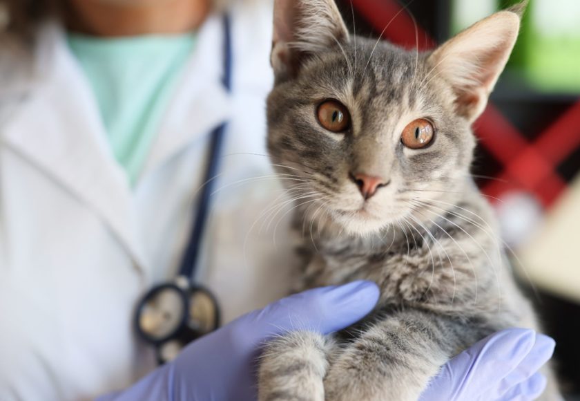 controlli medici pet