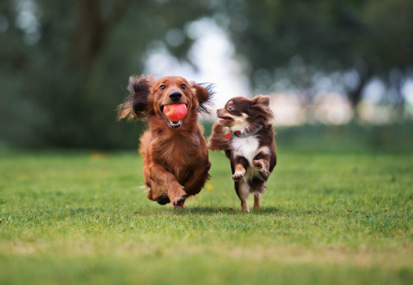 attività motoria cani