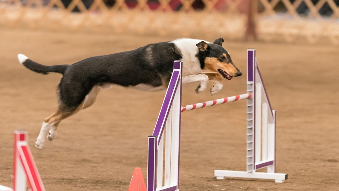 gare sportive per cani
