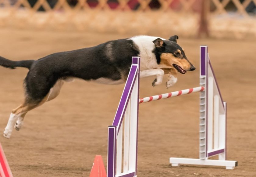 gare sportive per cani