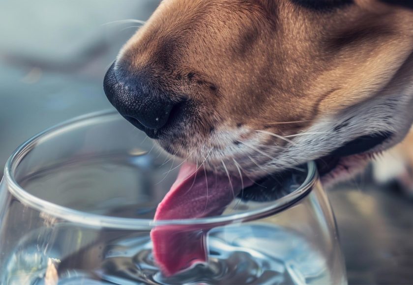 pet e temperature elevate