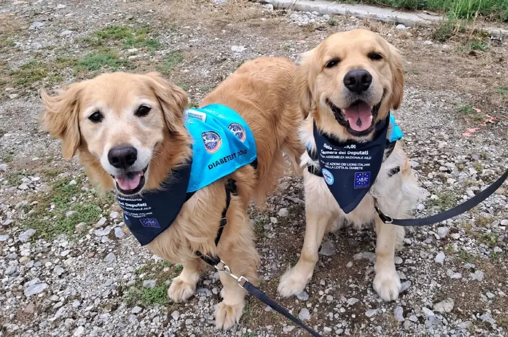 cani-allerta-per-diabete-2