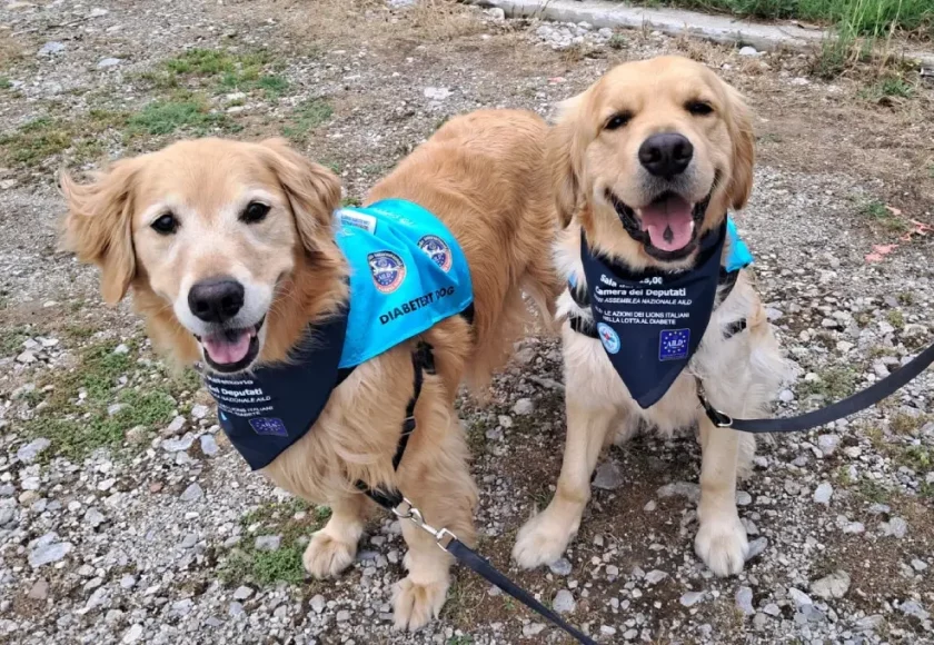 cani-allerta-per-diabete-2
