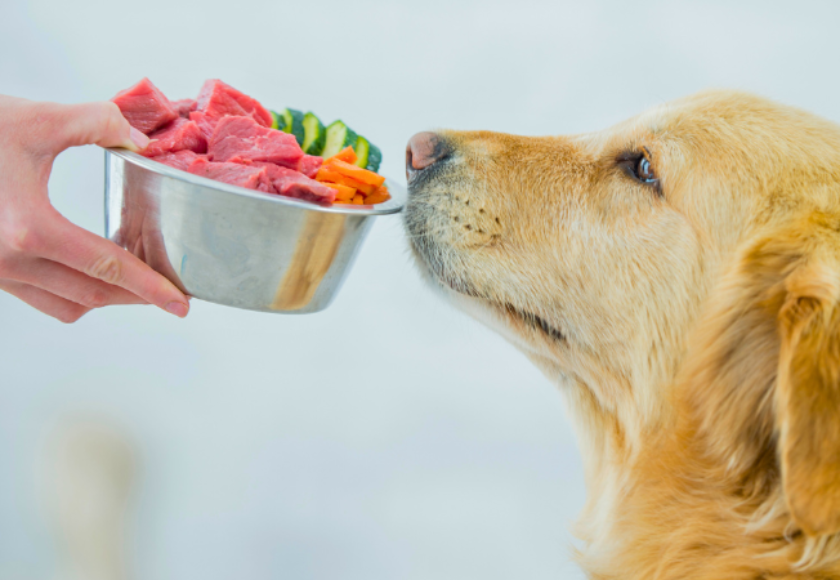 cibo monoproteico cane