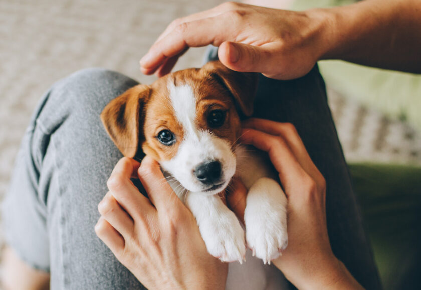 cucciolo di cane in arrivo cosa c'è da sapere