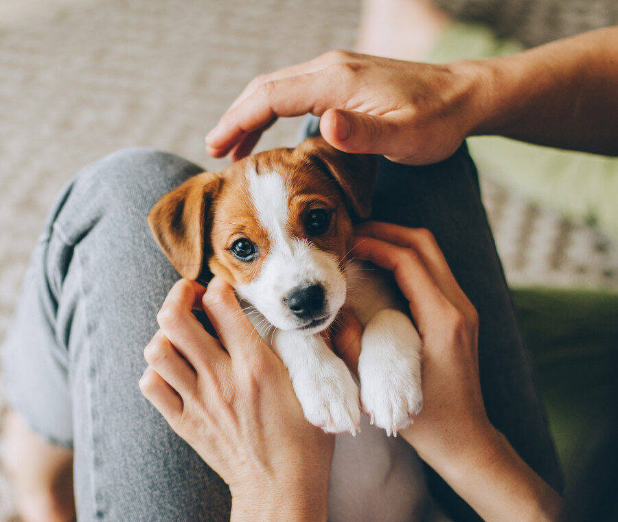 cucciolo di cane in arrivo cosa c'è da sapere