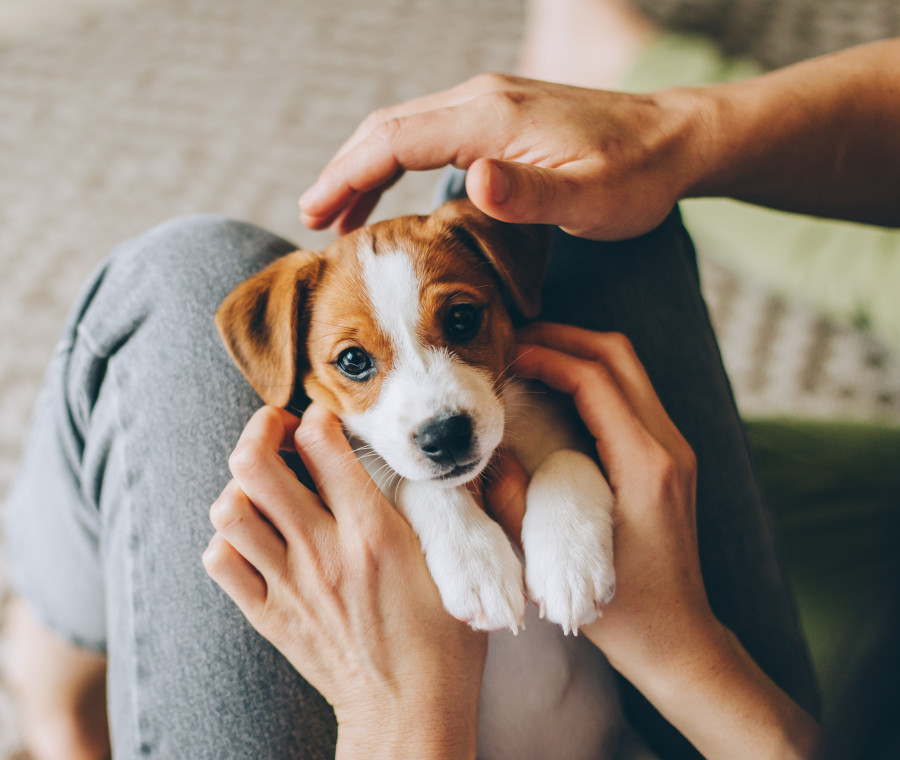 cucciolo di cane in arrivo cosa c'è da sapere