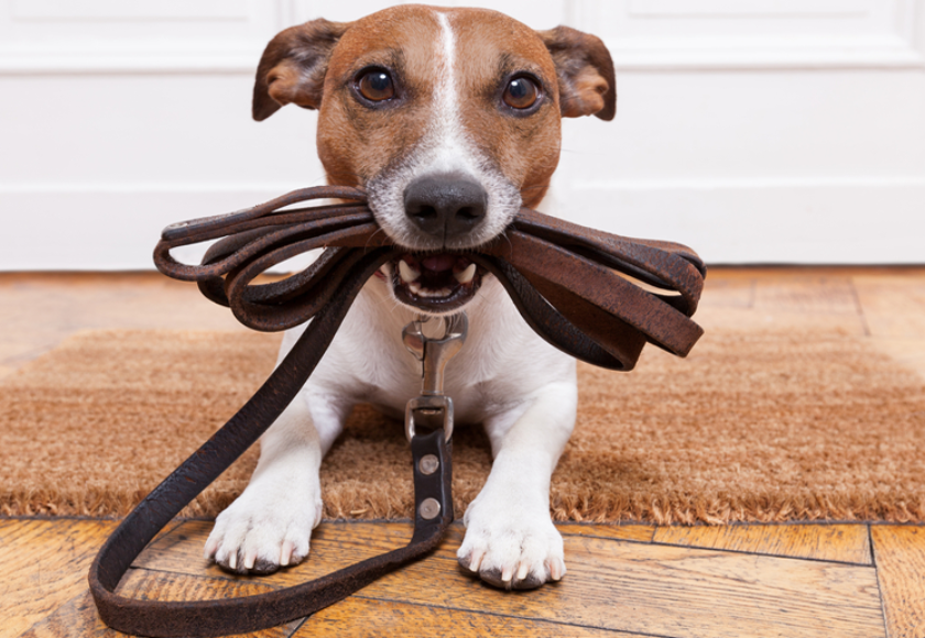 251_n_come-educare-il-cucciolo-al-guinzaglio