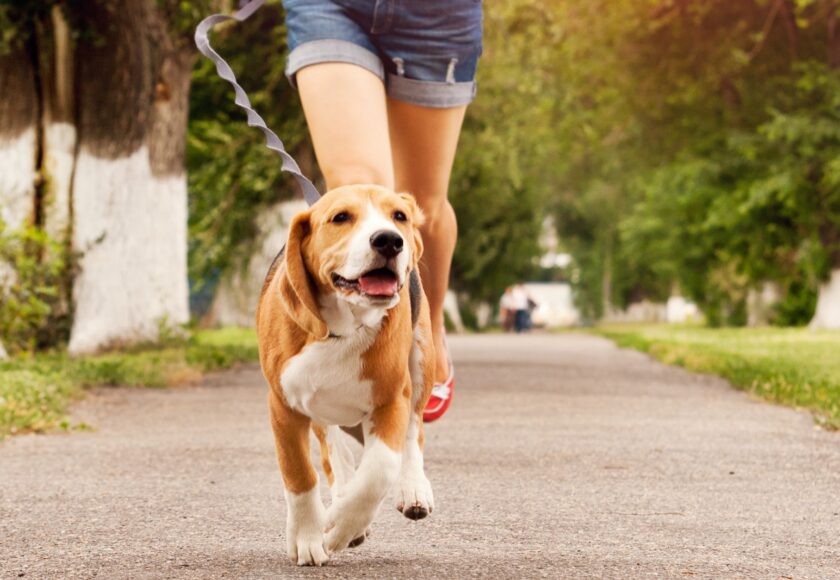 quando-portare-fuori-il-cane-estate