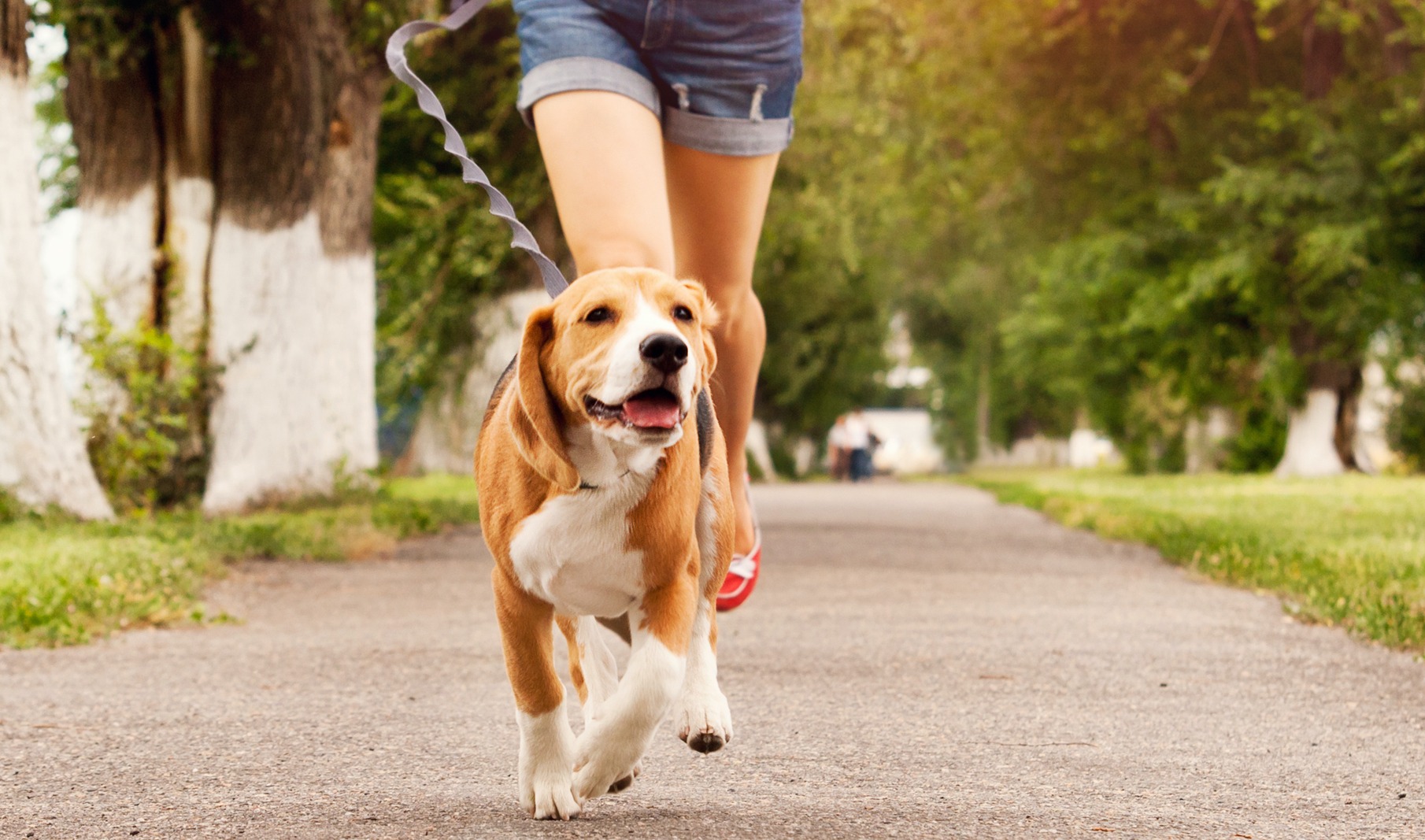 quando-portare-fuori-il-cane-estate