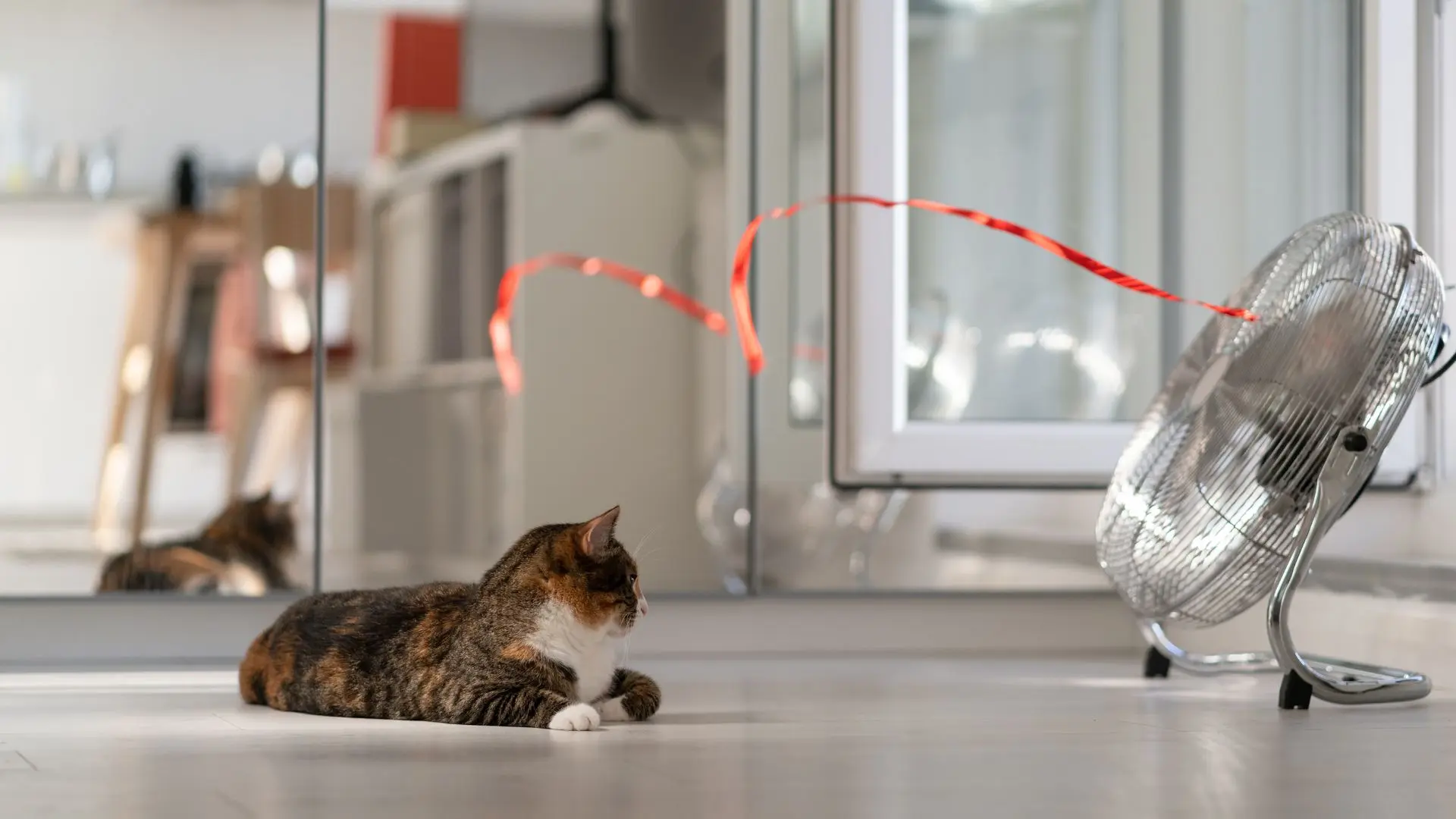 1-gatto-caldo