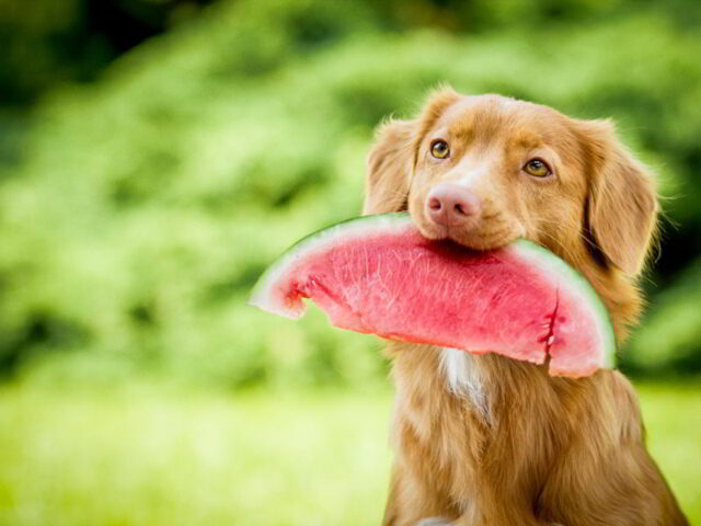 Cane_e_cocomero