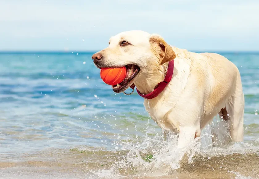 cane-in-vacanza