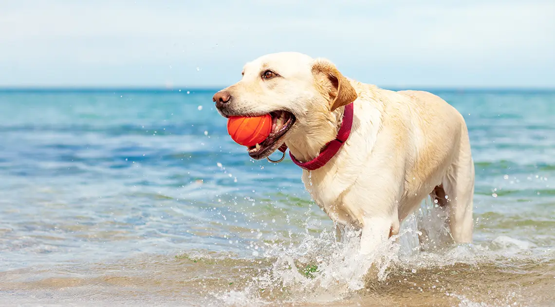 cane-in-vacanza