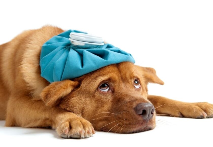 colpo-di-calore-nel-cane