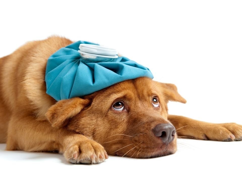 colpo-di-calore-nel-cane
