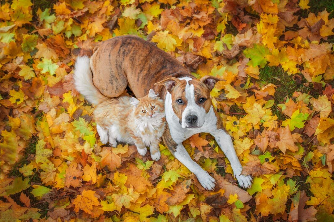 pets_autunno