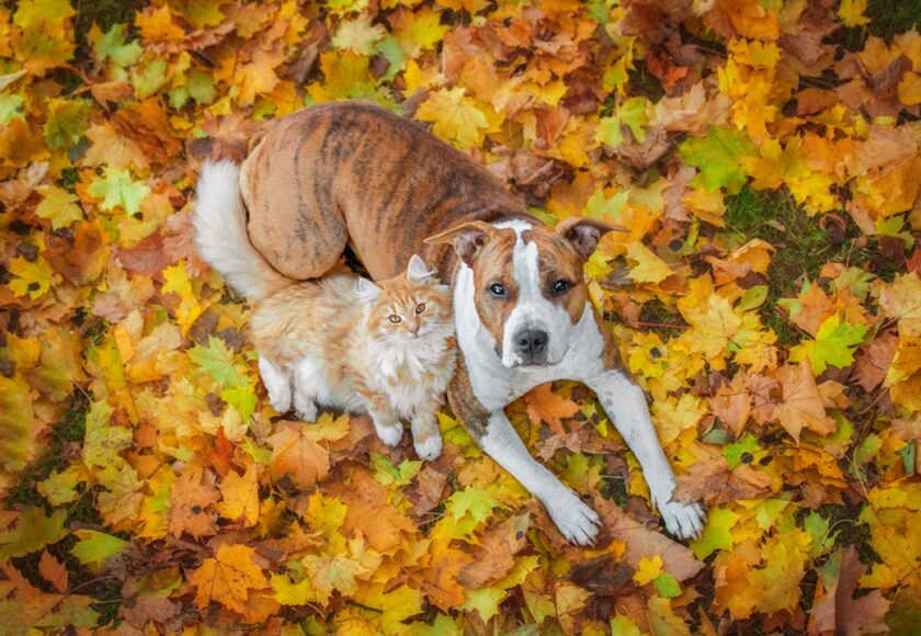 pets_autunno