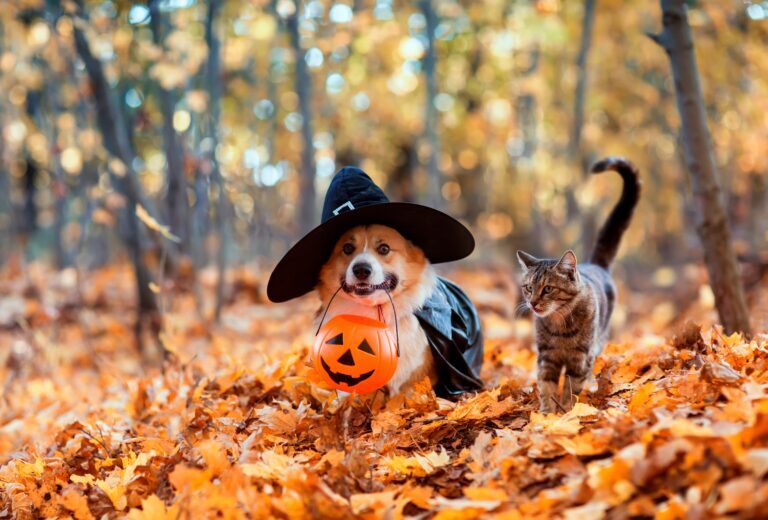 cane-e-gatto-halloween-768×520