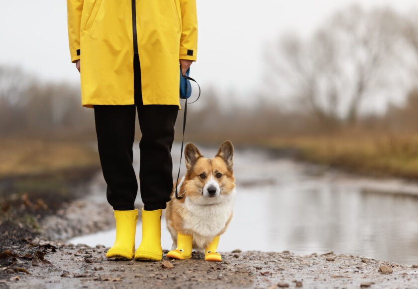 cute corgi dog in yellow beret and rubber boots walks among puddles on autumn roads on a leash with the owner