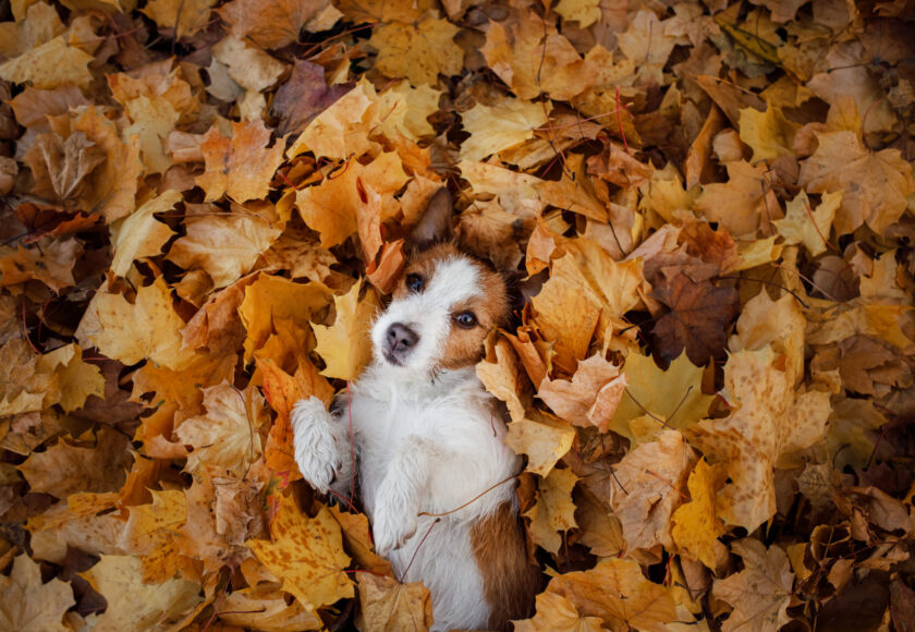 dog in autumn leaves flat lay. lhappy jack russell terrier plays