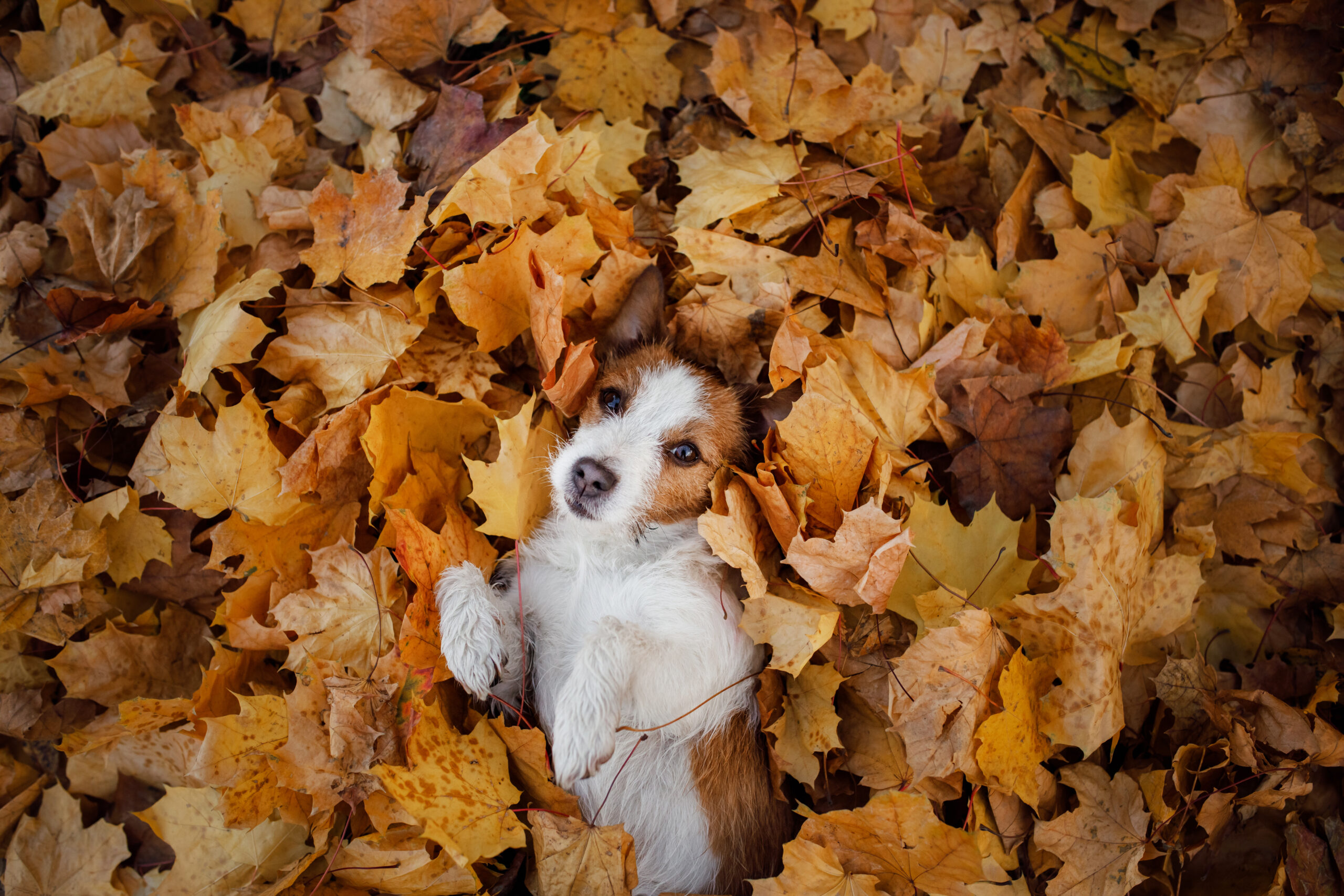 dog in autumn leaves flat lay. lhappy jack russell terrier plays